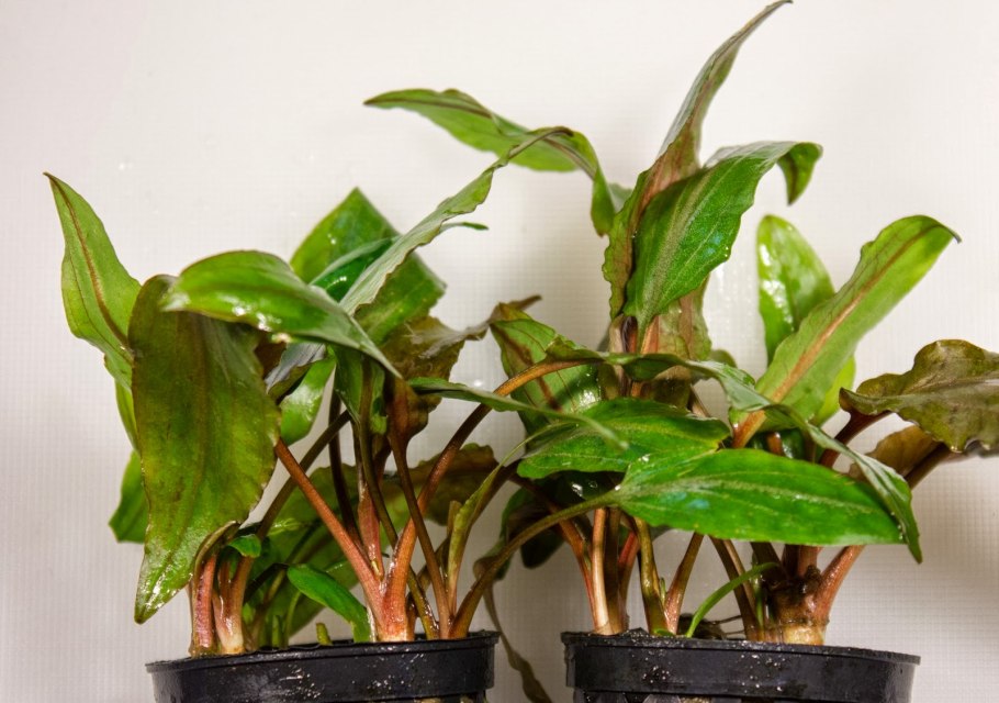 Cryptocoryne beckettii