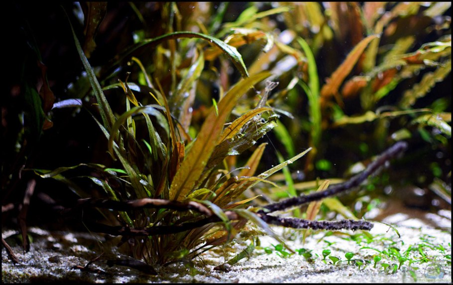 Криптокорина Вендта (Cryptocoryne wendtii)