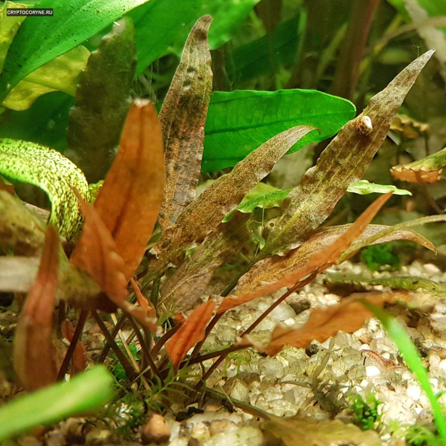 Криптокорина Бласса Cryptocoryne blassii