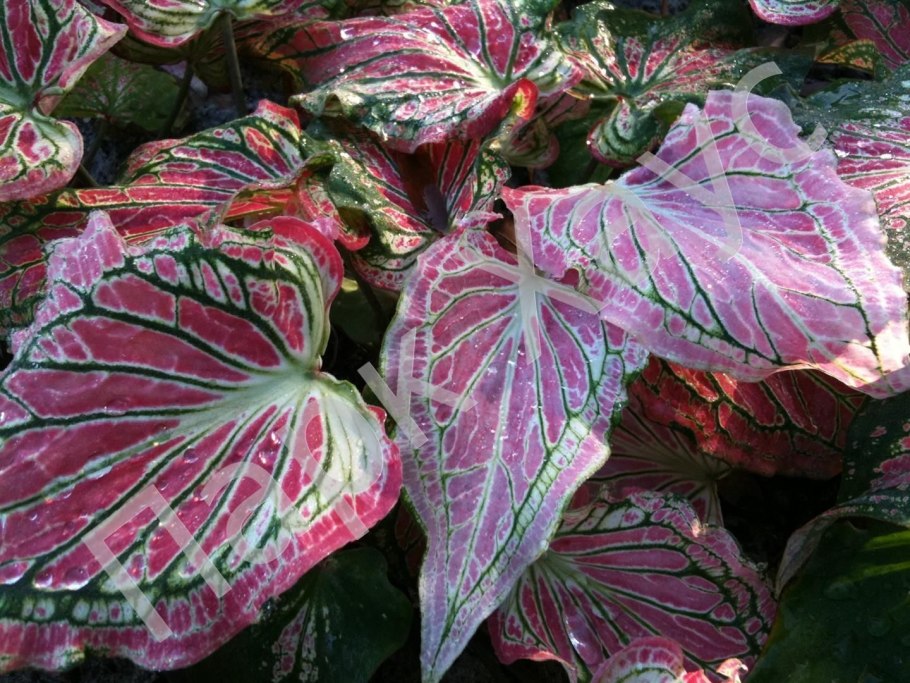 Каладиум Шомбурга