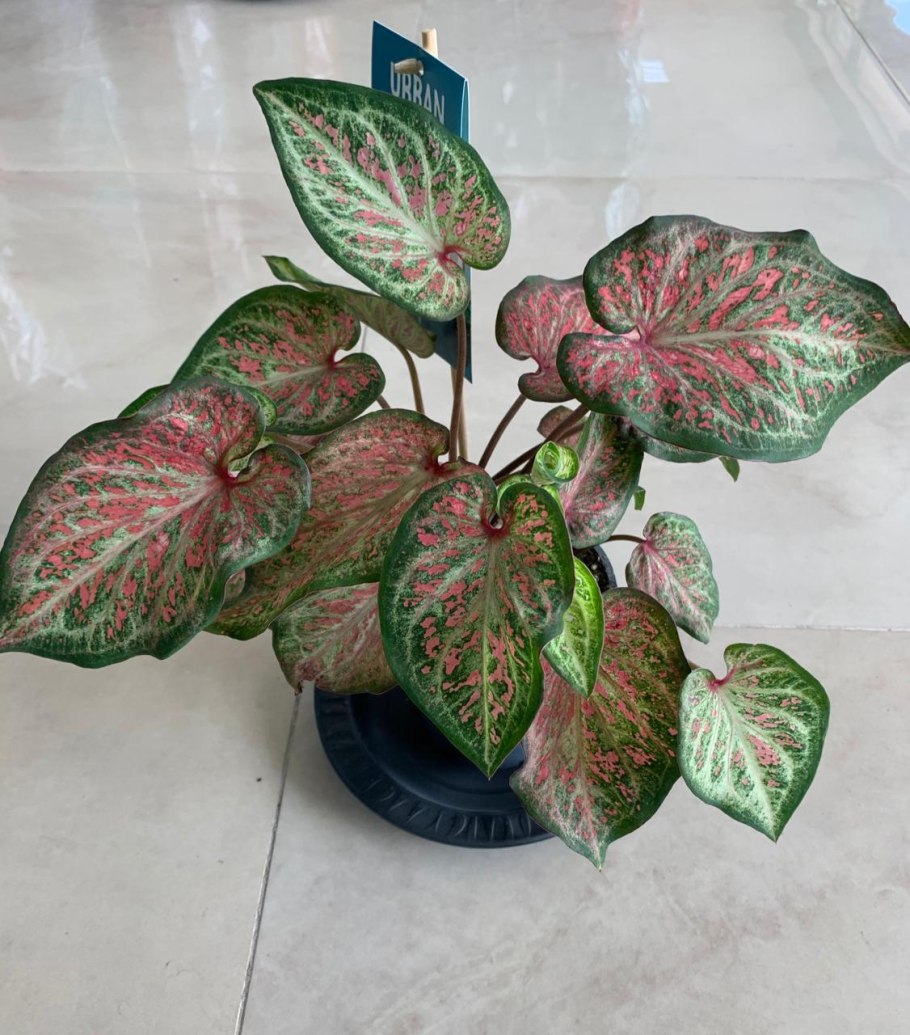 Каладиум красный