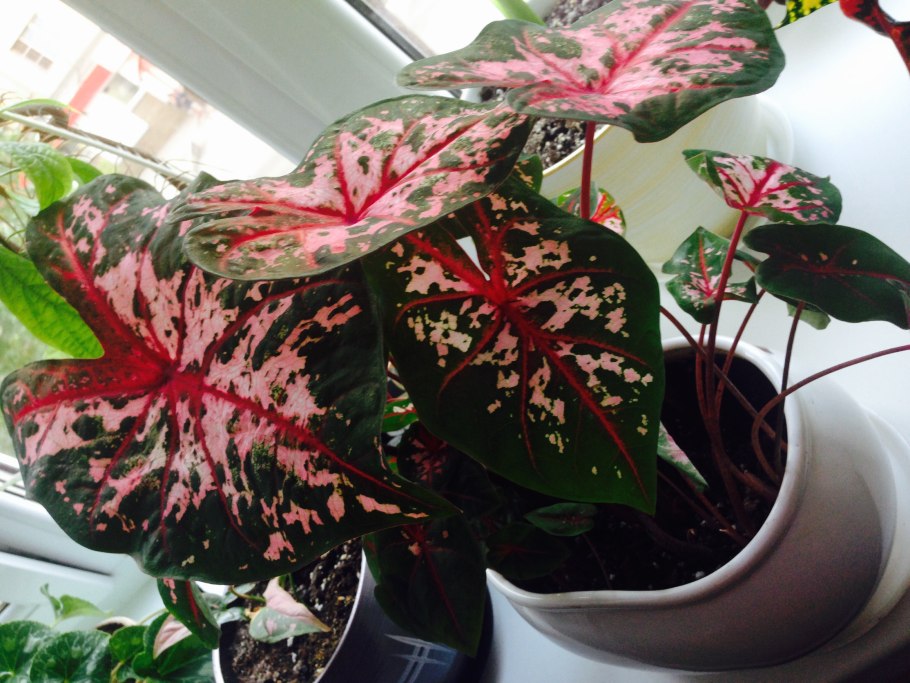 Каладиум Pink Symphony