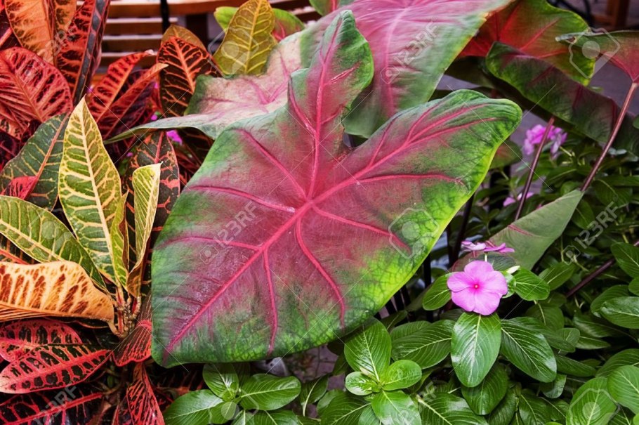 Каладиум Флорида Кардинал