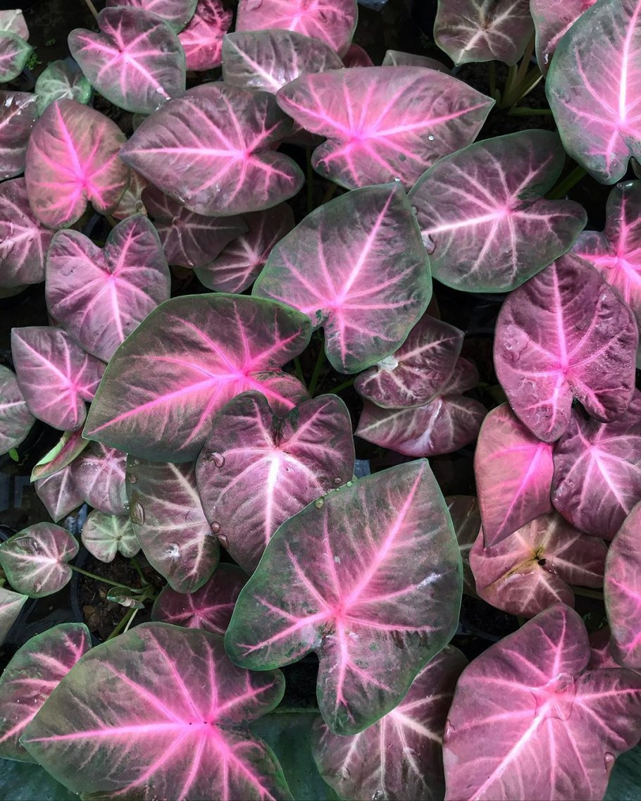 Каладиум Гумбольдта