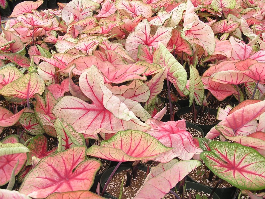 Каладиум Gingerland