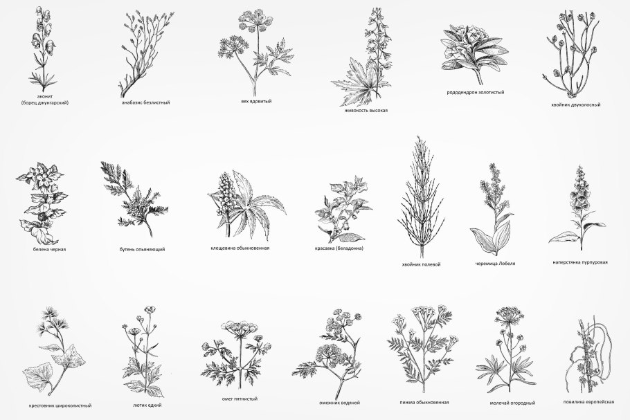 Полевые растения названия
