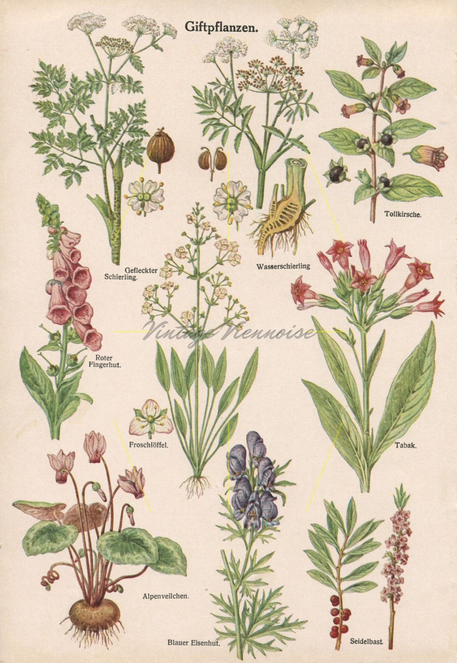 Борщевик обыкновенный ядовитое