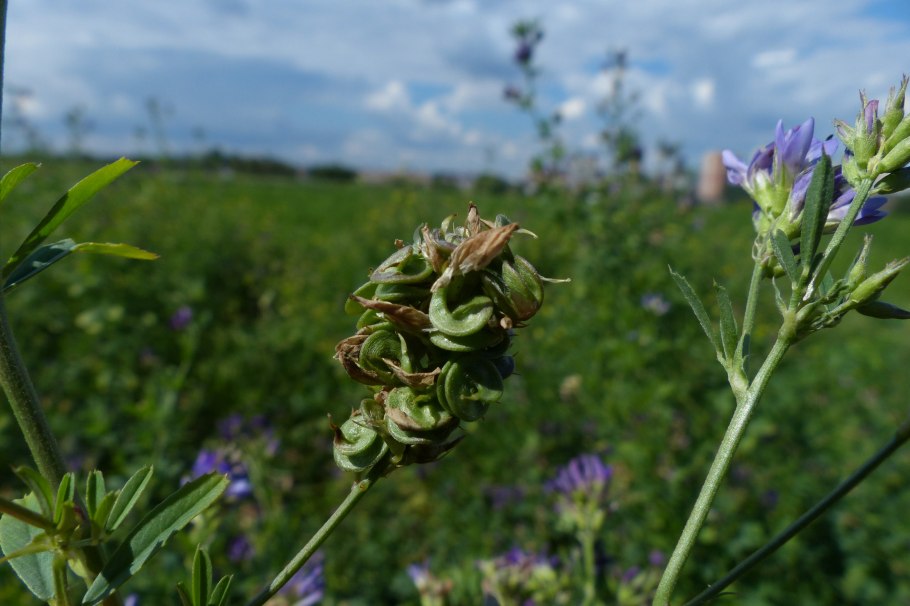 Не ядовитые растения