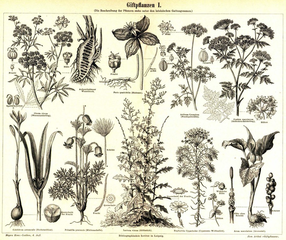 Лекарственные растения и их названия