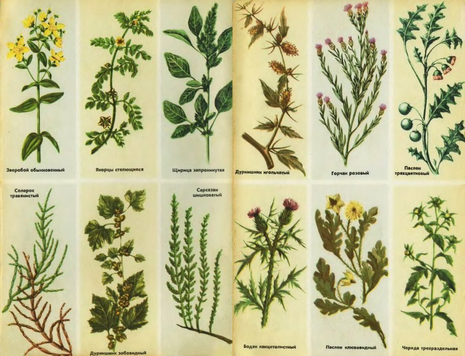 Ядовитый борщевик Сосновского