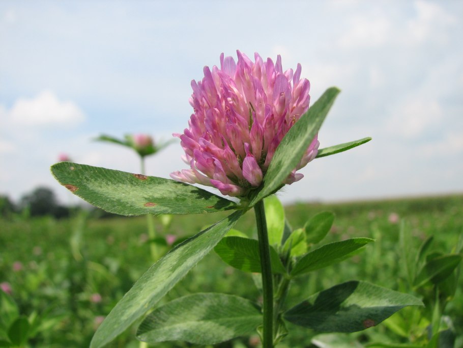 Борщевик обыкновенный ядовитое