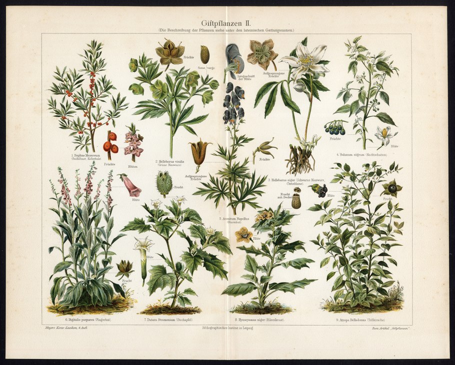 Ядовитый борщевик Сосновского