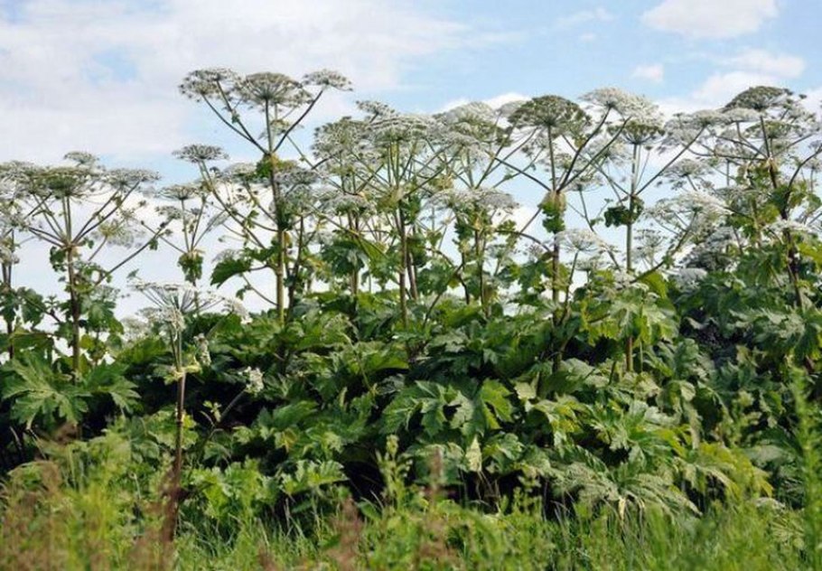 Борщевик растение