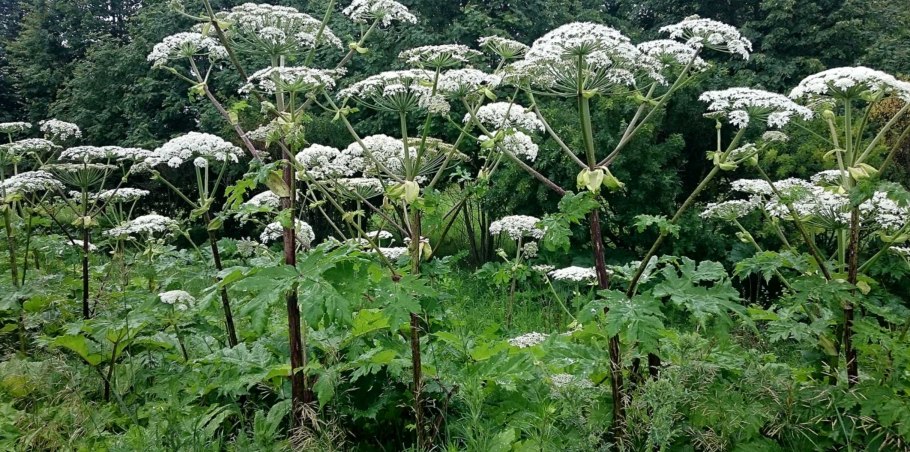 Ядовитые Лесные растения