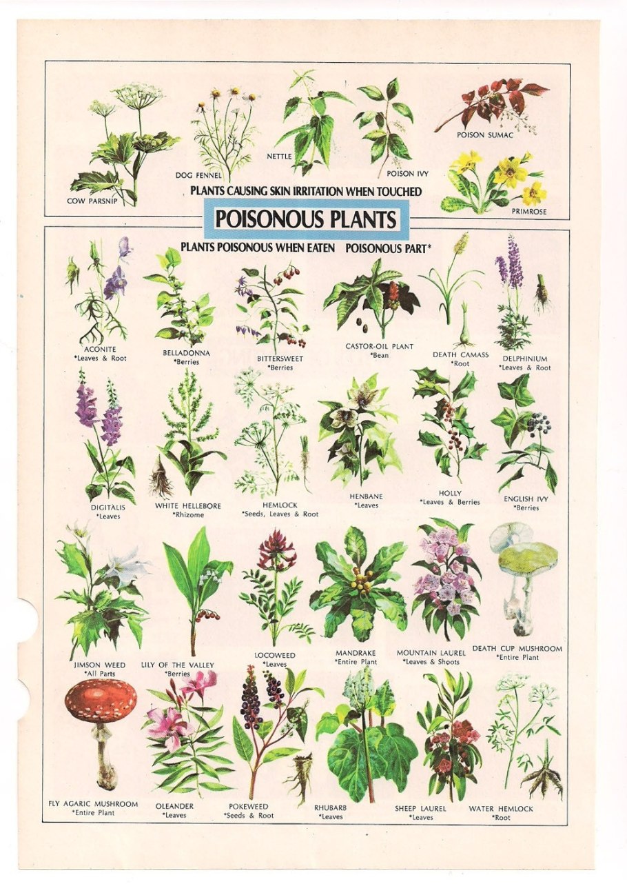 Травы Урала борщевик