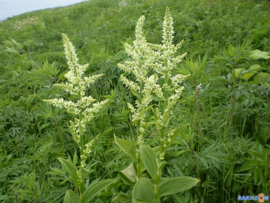 Ядовитый борщевик Сосновского