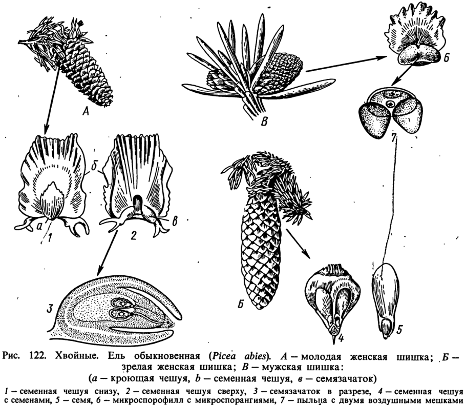 Побег плауна булавовидного
