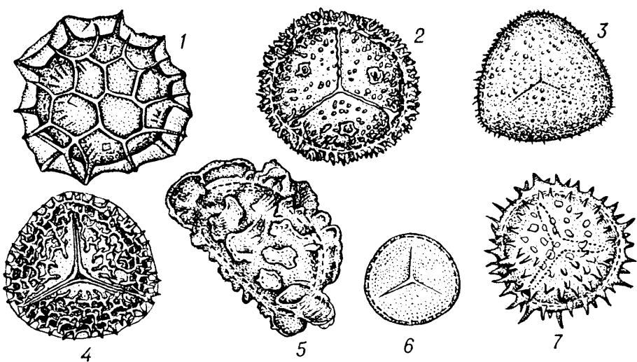 Саговниковые Триас