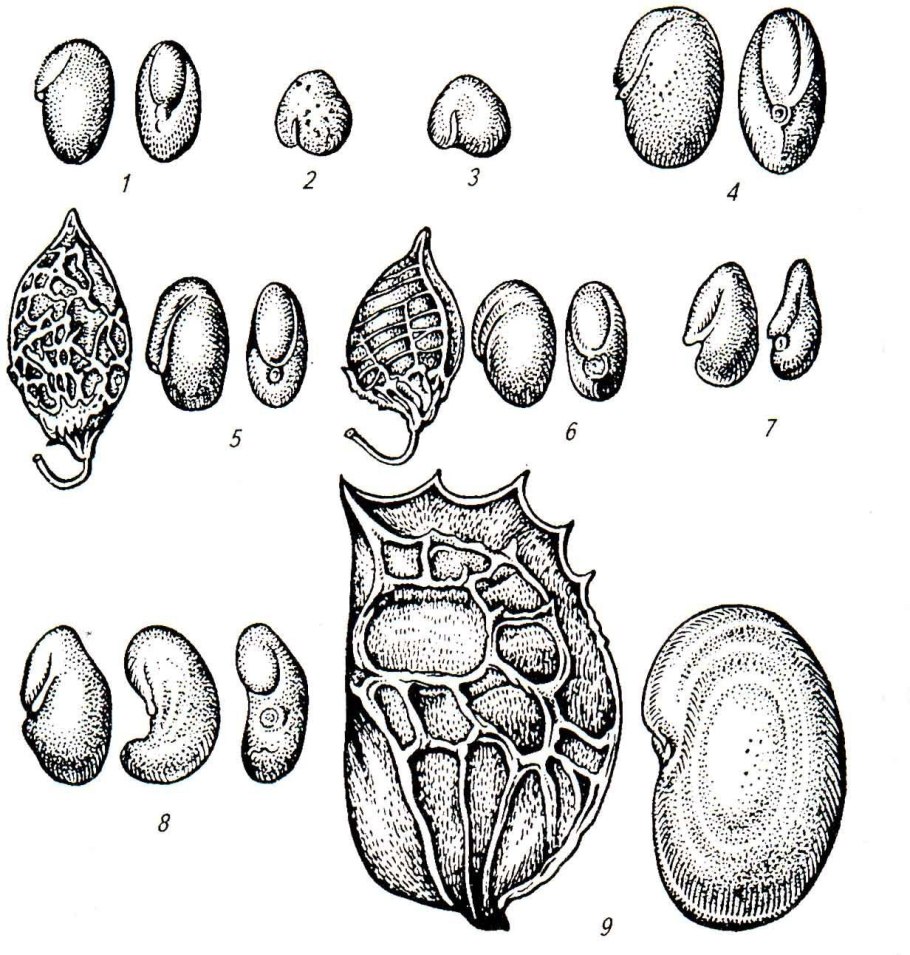 Жизненный цикл саговниковых