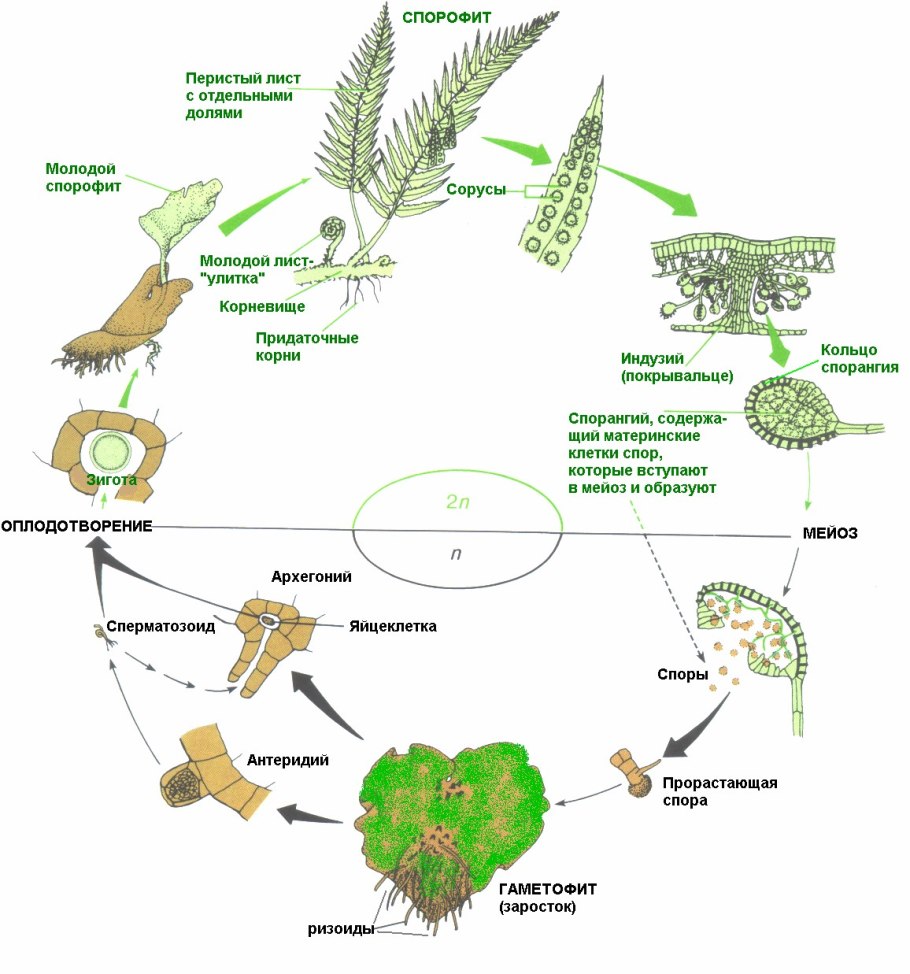 Жизненный цикл голосеменных растений схема