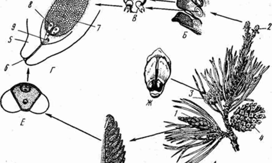 Цикл развития голосеменных схема