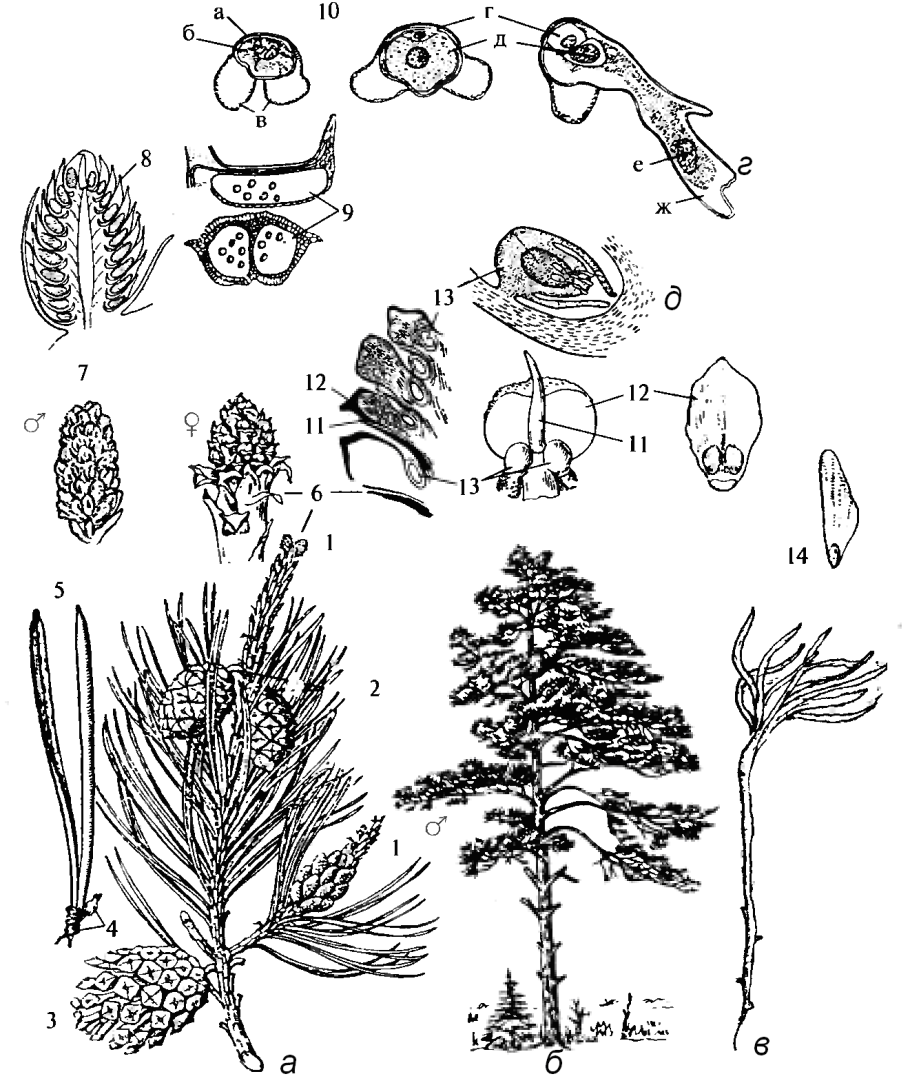 Размножение голосеменных шишек