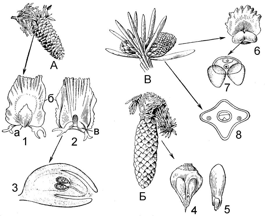 Жизненный цикл мхов схема