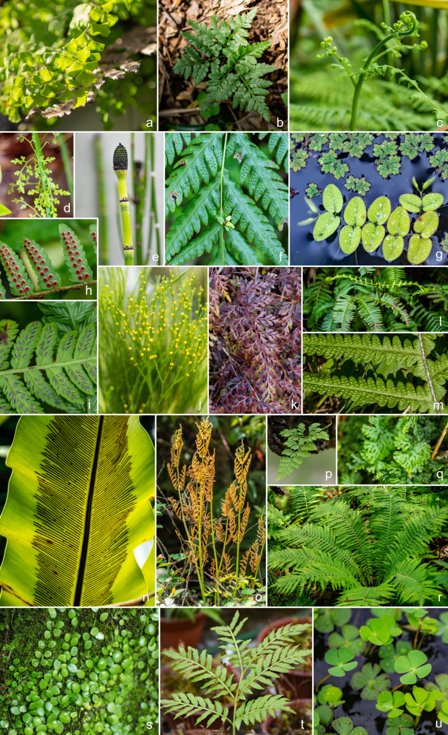 Сорусы и спорангии папоротника