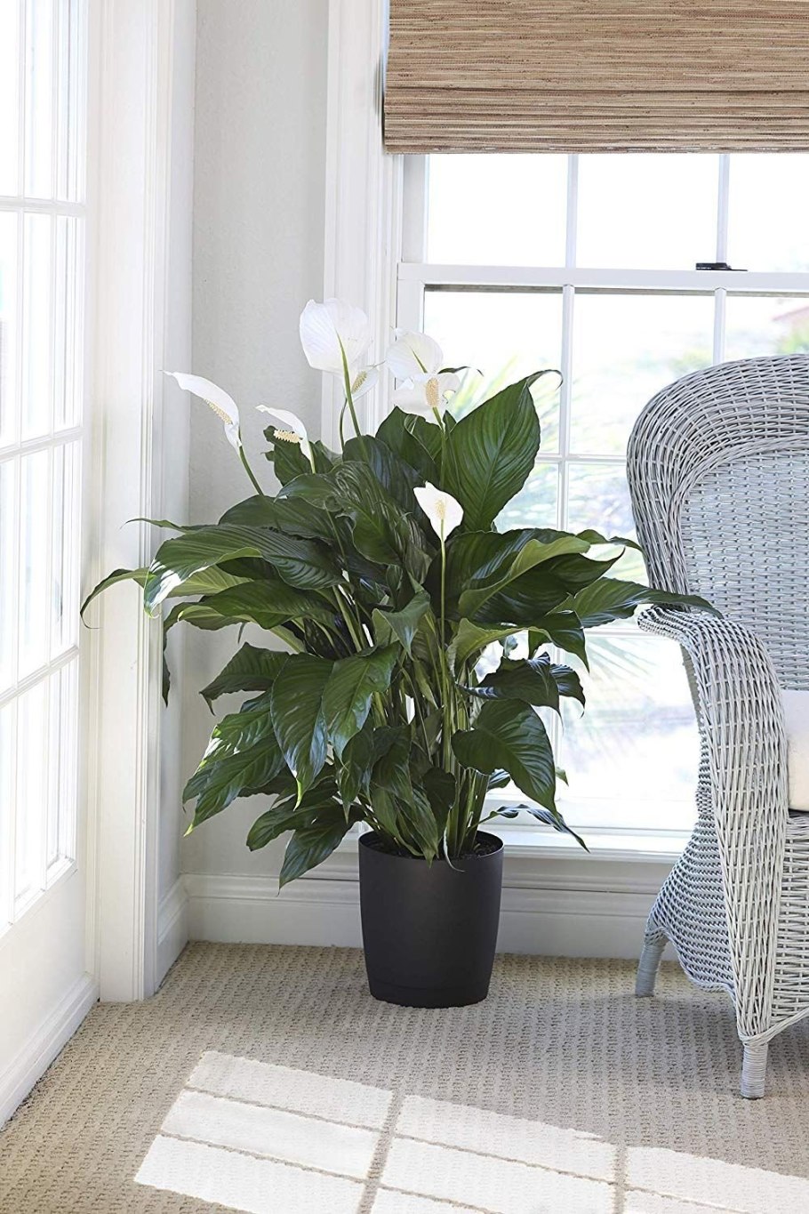 Хлорофитум комнатное растение