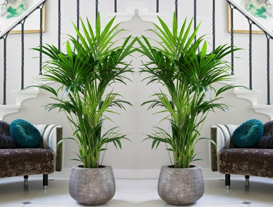 Замиокулькас Замифолия