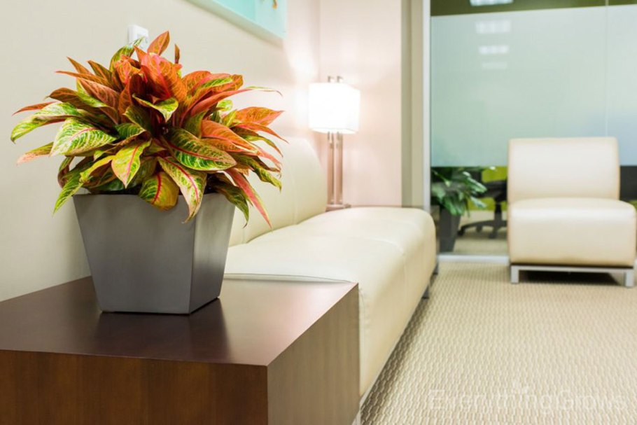 Драцена хамедорея