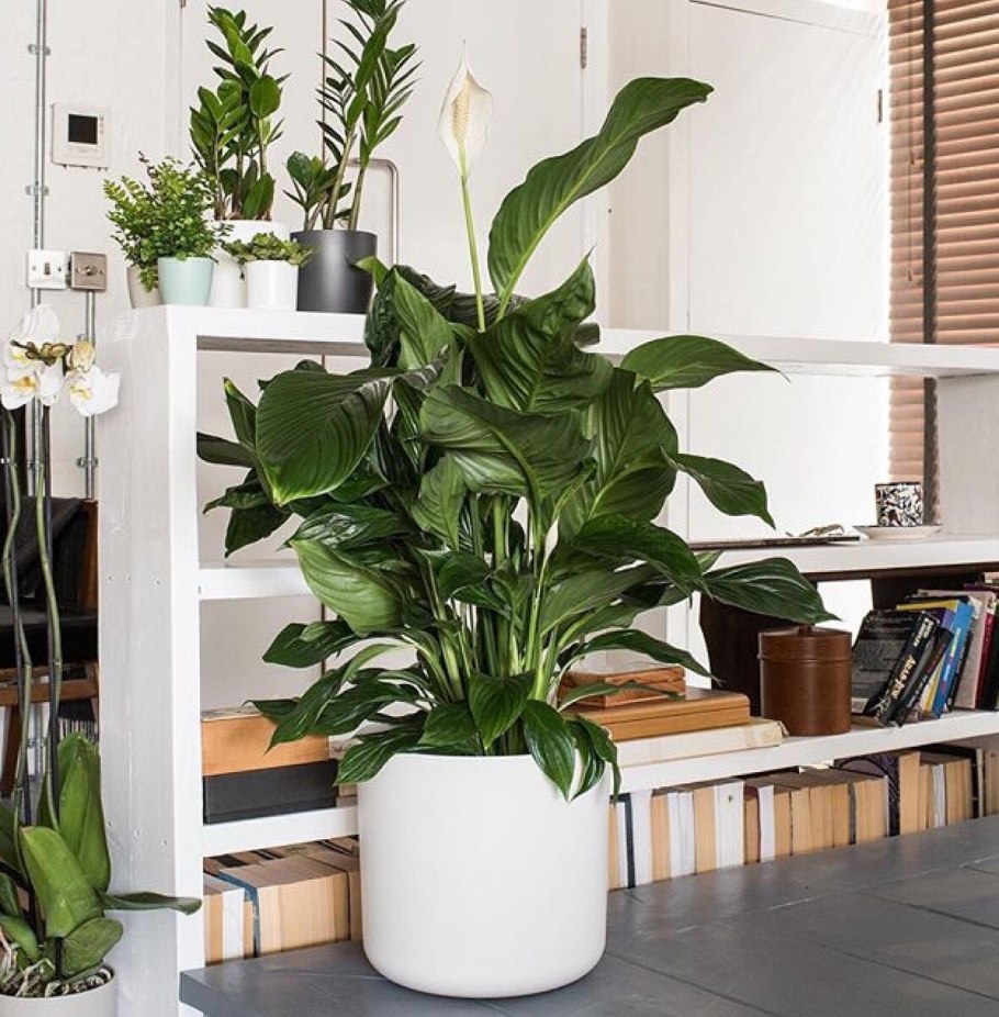 Кротон (Кодиеум) в интерьере