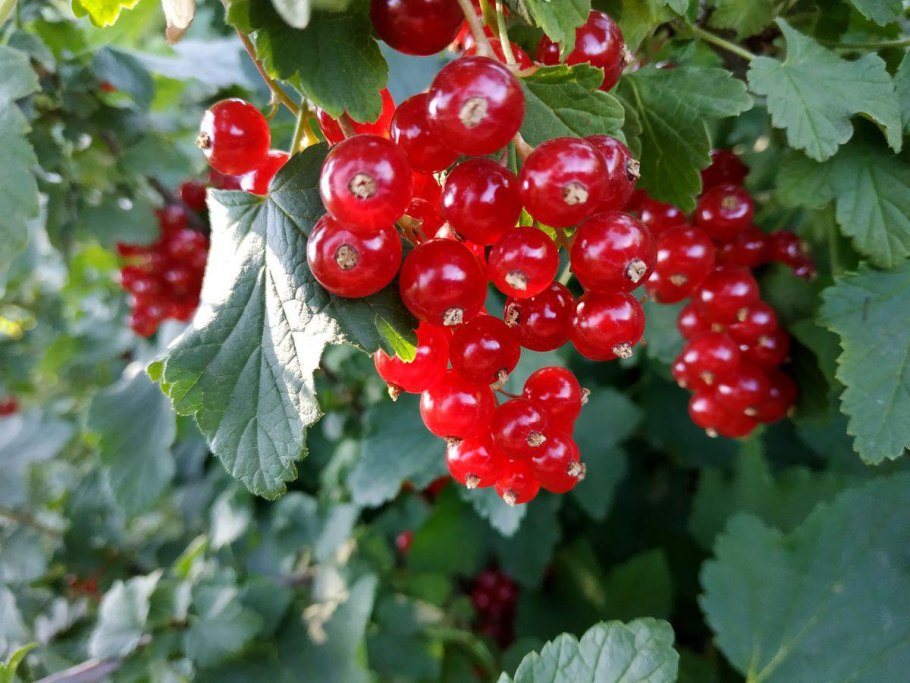 Смородина красная ред Лейк