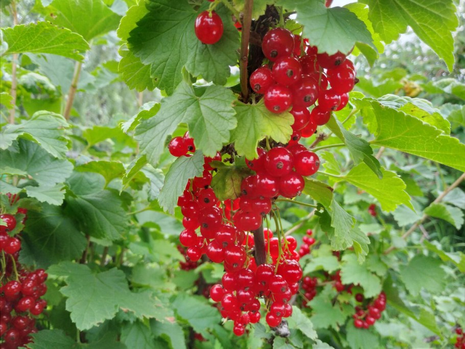 Смородина красная алая Зорька