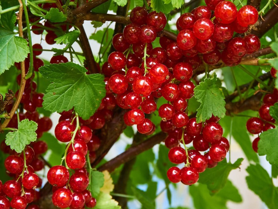 Красная смородина с/м