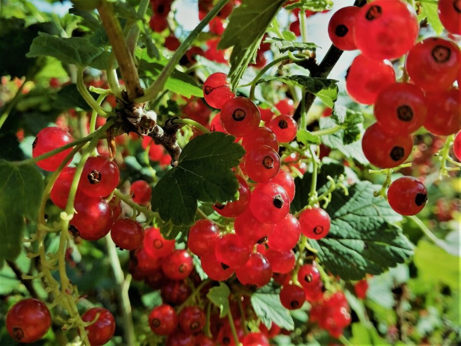 Фруктовый сад смородина