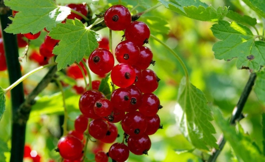 Гранат смородина