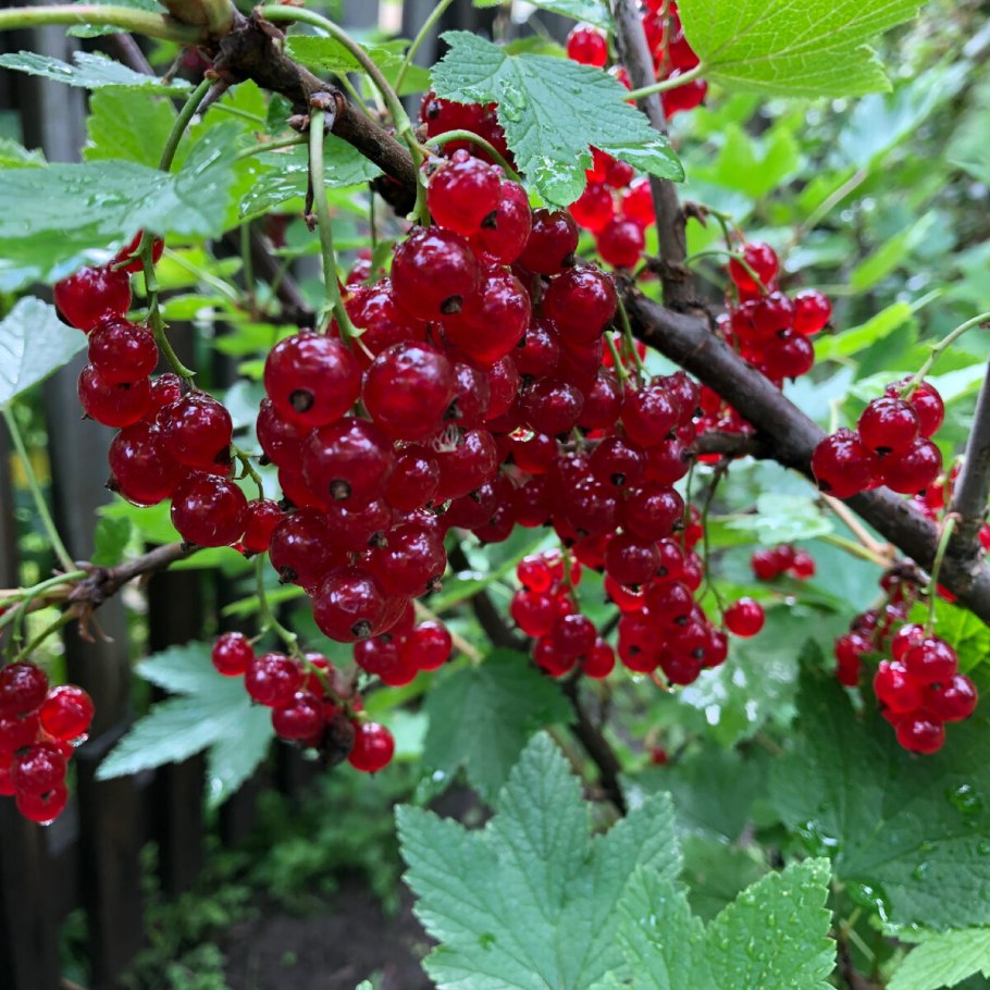 Смородина на штамбе