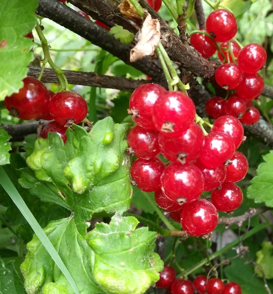 Смородина красная Джонкер Ван тетс