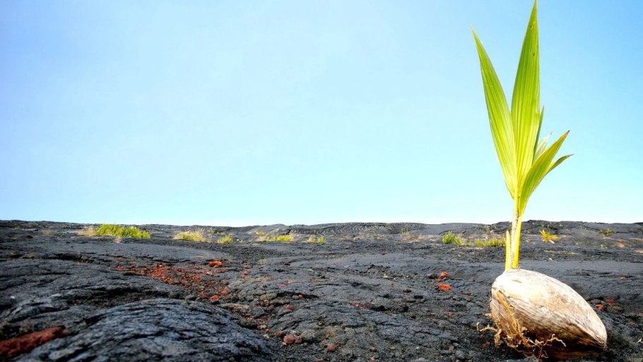 Тамариск ксерофит