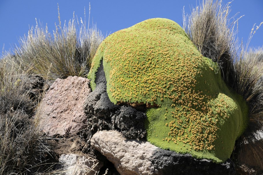 Палеозойская Эра ордовикский период