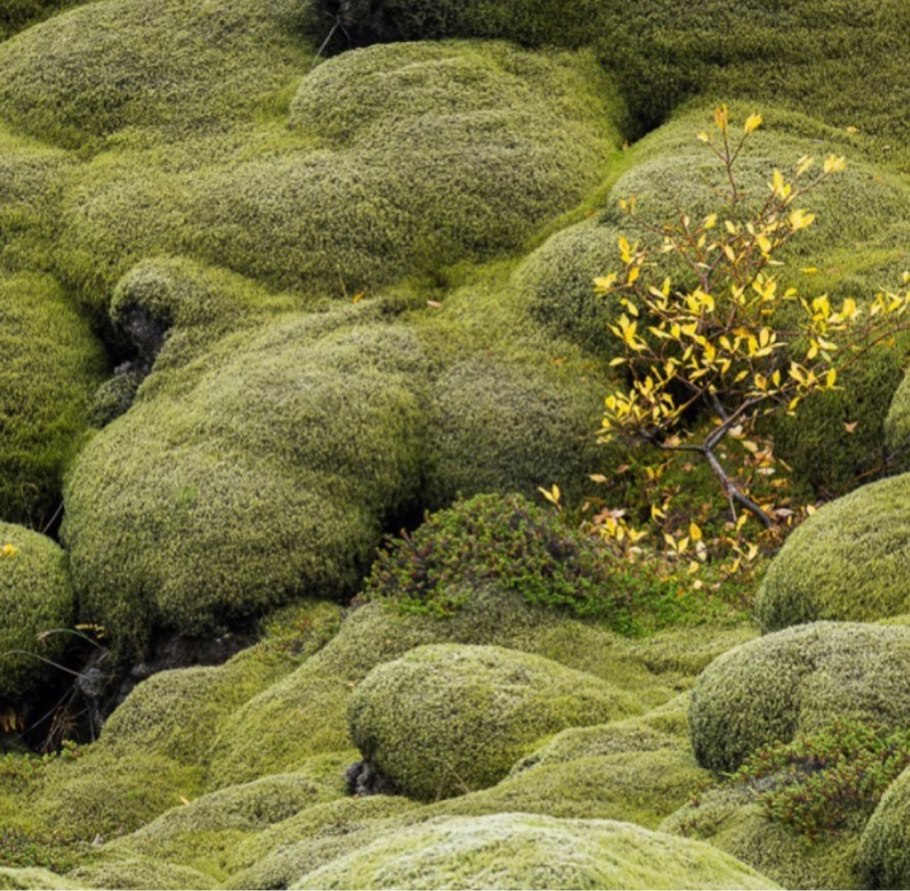 Валерьяная мутовчатая