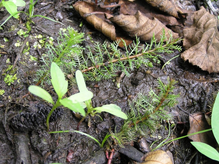 "Азорелла ярета"