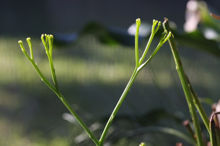 Куксония древние растения