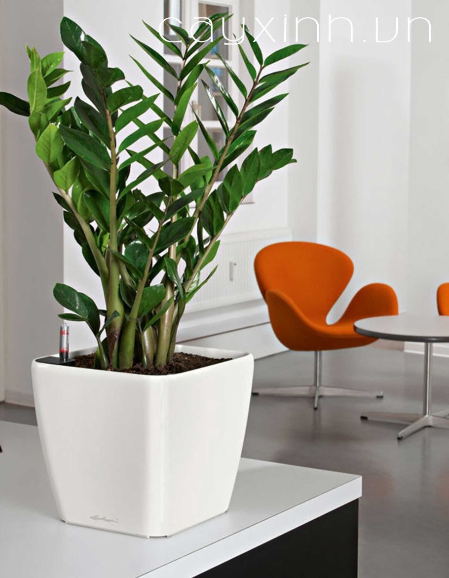 Замиокулькас и монстера