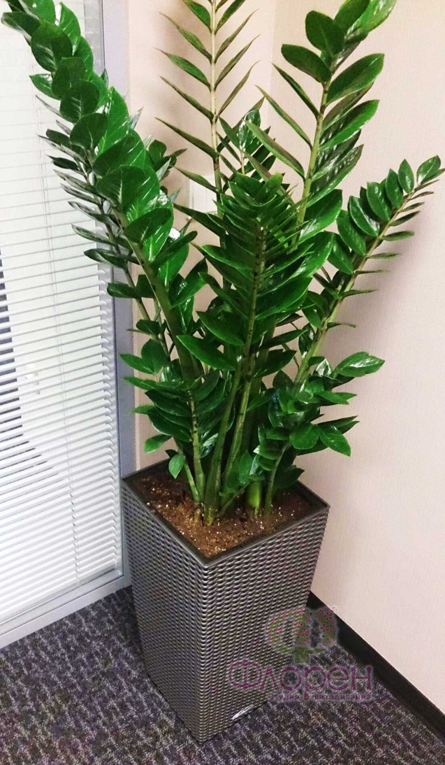 Горшок под замиокулькас