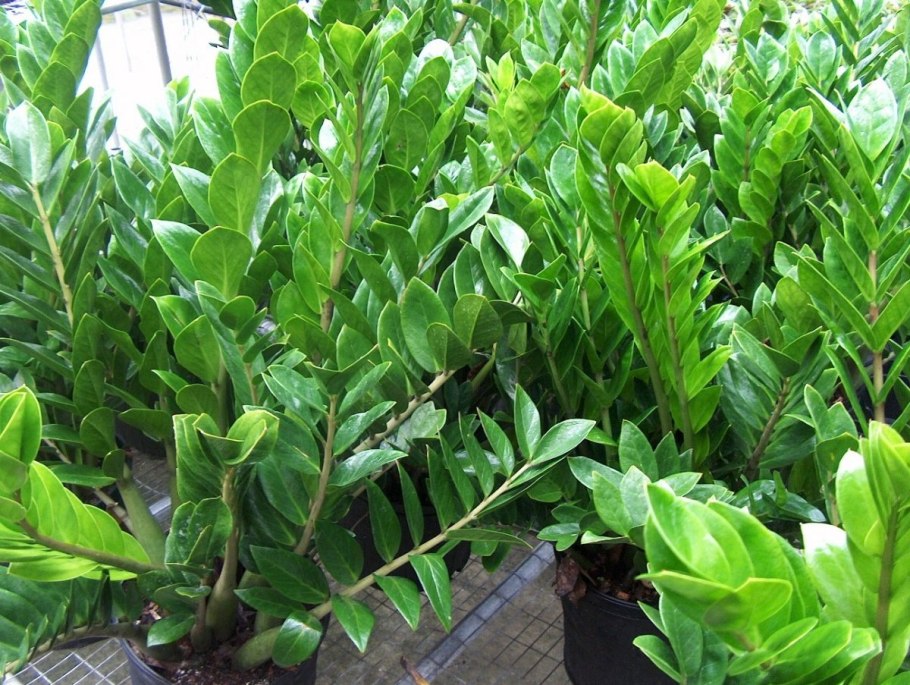 Замиокулькас гигант