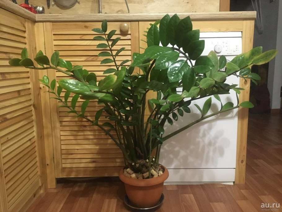 Замиокулькас ланцетовидный