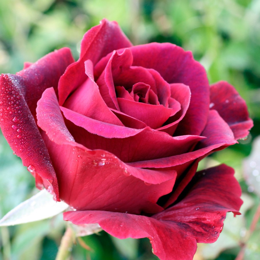 Плетистая роза Жемчужина