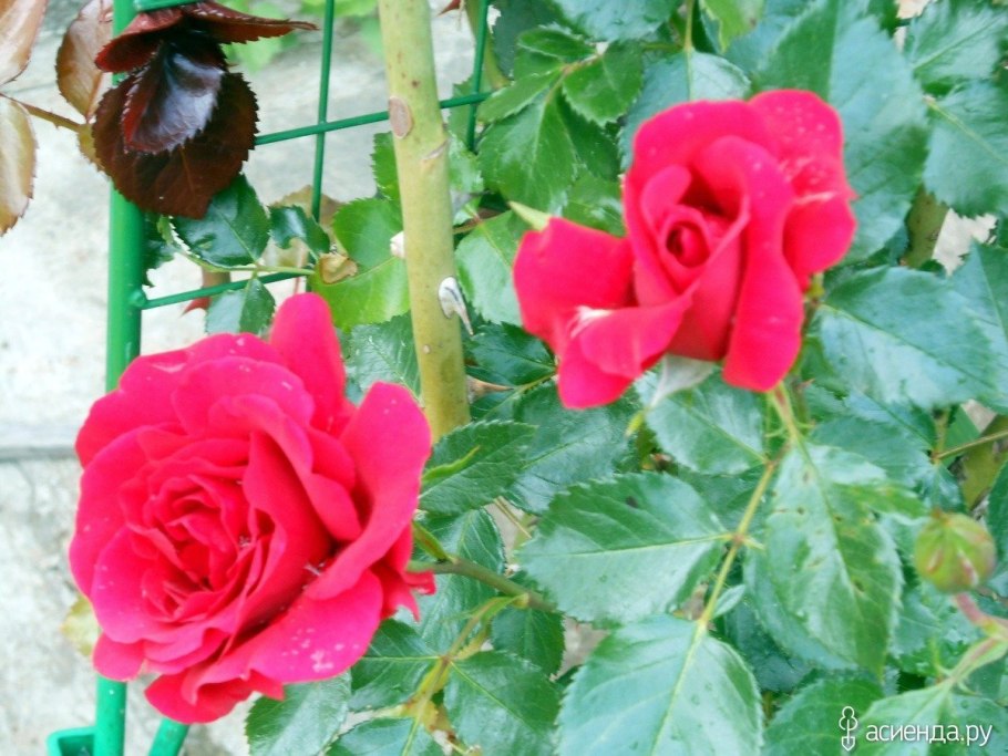 Роза Starlet Rose Alina